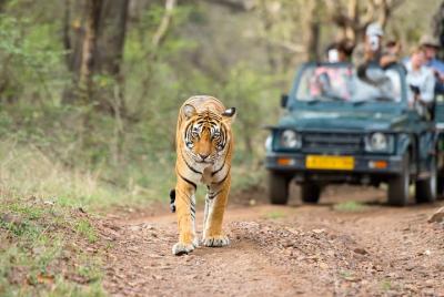 Safari privado de 3 horas en la reserva de tigres de Ranthambore