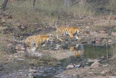 Safari exclusivo para tigres de Ranthambore