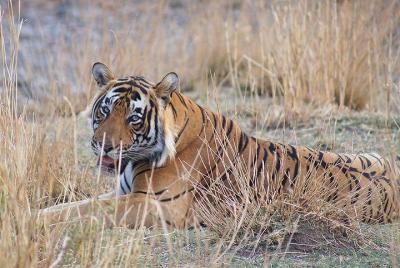 3N / 4D Safari Tour en Ranthambore Tiger Reserve con un Video Reel (Todo Incluido)