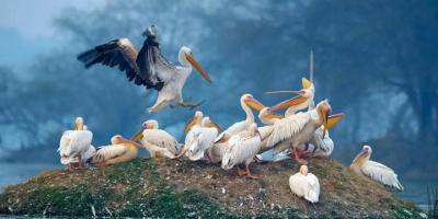 Traslados privados Sawai Madhopur a Bharatpur Drop