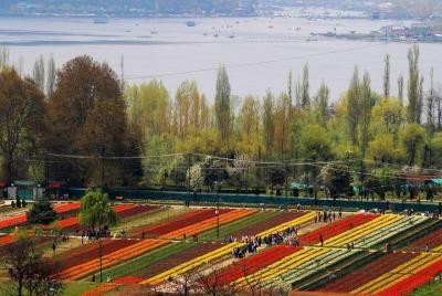 Tulip Garden Kashmir Package 4 noches 5 días