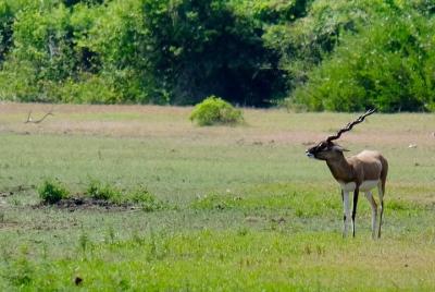 Coromandel Colonial con Tranquebar