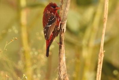 Tour guiado al lago Menar y al santuario de aves Menar desde Udaipur