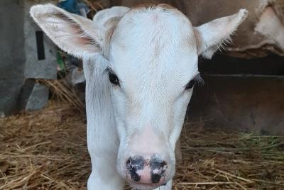 Auténtico recorrido por el pueblo con visita al fuerte de Kumbhalgarh