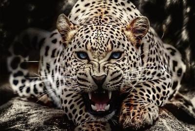 De Udaipur Bera Leopards Liar & Safari