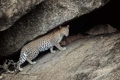Jawai donde los leopardos deambulan desde Udaipur