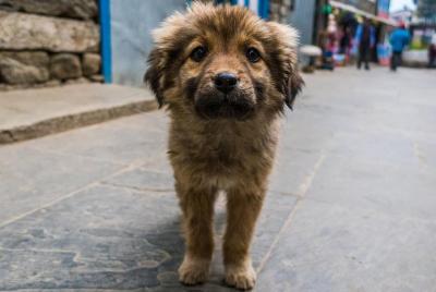 Visita Animal Aid Unlimited en Udaipur: un tour privado guiado de un día