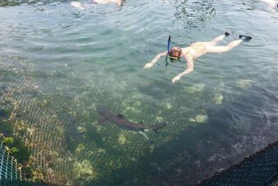 Nade con los asombrosos tiburones y peces en el Ocean Club Bali
