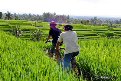 Tours privados: ciclismo a los campos de arroz de la aldea de Ubud-Cascada de Tegenungan
