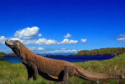 Aventura de 2 días al Parque nacional de Komodo y la fauna y flora de la isla Rinca desde Bali Aventura de 2 días al Parque nacional de Komodo y la fauna y flora de la isla Rinca desde Bali