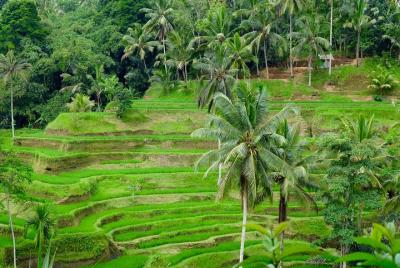 Tour privado de Ubud con cascadas ocultas