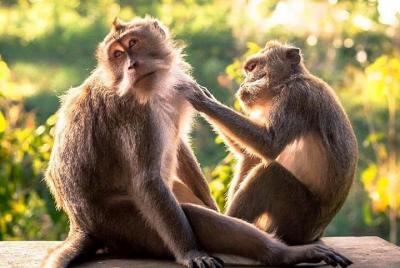 Tour en coche en Ubud, Indonesia