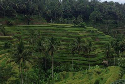 Sitios favoritos de Ubud Daytrip