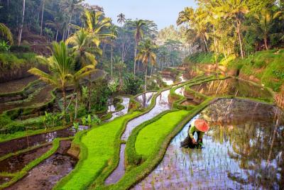 Tour privado de Harmony Ubud Bali con guía