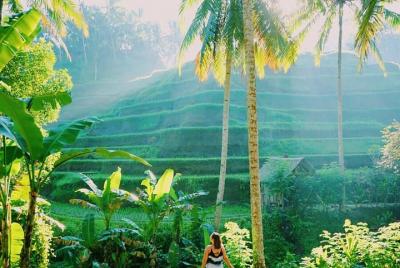 Paquete Ubud Tours