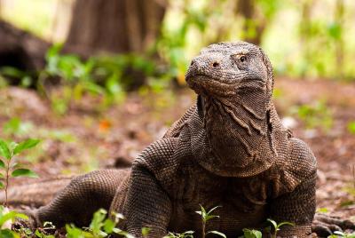 Un día a la isla de Komodo Un día a la isla de Komodo