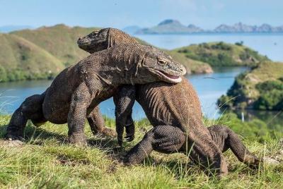 Komodo Sailing Cruise Komodo Sailing Cruise