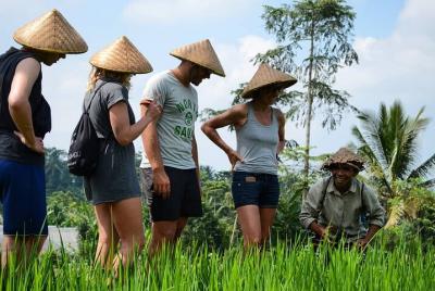 Cascada Tetebatu y Jeruk Manis - Excursión de día completo