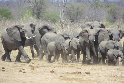 Excursión de un día a Chobe Wildlife Safari Extended