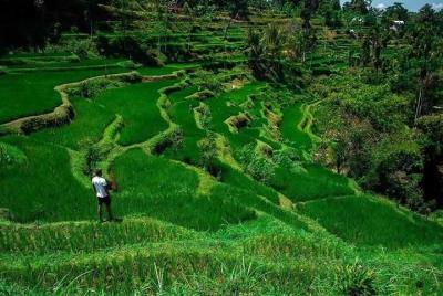 Tete Batu, vista de la terraza de arroz con cascada, recorrido original por Lombok