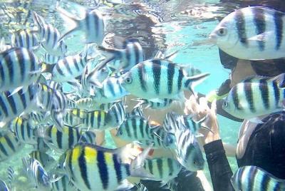 Tour de snorkel de Gili Asahan