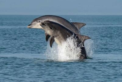 Crucero de los delfines