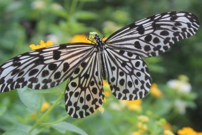 Parque de mariposas Kemenuh y centro comercial Blangsinga Parque de mariposas Kemenuh y centro comercial Blangsinga