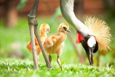 El mejor viaje privado de un día al Parque de aves de Bali, Volcán Kintamani, incluye almuerzo El mejor viaje privado de un día al Parque de aves de Bali, Volcán Kintamani, incluye almuerzo