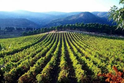 Tour privado de cata de vinos de día completo con almuerzo desde Beirut Tour privado de cata de vinos de día completo con almuerzo desde Beirut