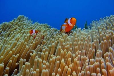 Viaje de snorkel en Bali en el naufragio del USS Liberty con tras