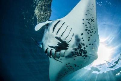 Curso de aguas abiertas en Nusa Lembongan: obtenga la certificación en una isla remota (próxima Bali) Curso de aguas abiertas en Nusa Lembongan: obtenga la certificación en una isla remota (próxima Bali)