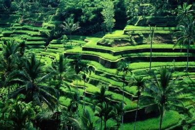 Ubud Tour - El mejor tour central de un día Ubud Tour - El mejor tour central de un día