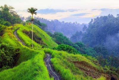 Ubud Campihan Tour: Campuhan Ridge Walk, Rice Terrace y Coffee Plantation Ubud Campihan Tour: Campuhan Ridge Walk, Rice Terrace y Coffee Plantation