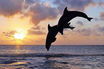 Excursión de un día completo a Bali para ver delfines en Lovina y el norte de Bali Excursión de un día completo a Bali para ver delfines en Lovina y el norte de Bali