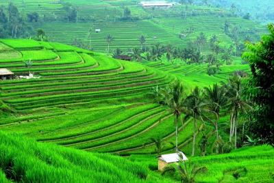 Excursión de un día completo a Bali para explorar el recorrido en Ulun Danu, Jatiluwih y Tanah Lot Excursión de un día completo a Bali para explorar el recorrido en Ulun Danu, Jatiluwih y Tanah Lot