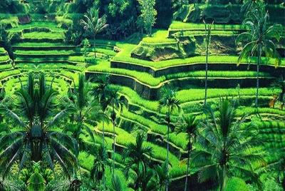 Bali Excursiones privadas personalizables de 4 días, visitando todos los lugares pintorescos Bali Excursiones privadas personalizables de 4 días, visitando todos los lugares pintorescos