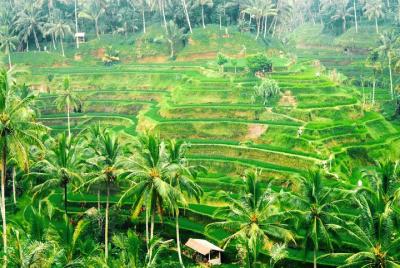 Alquiler de coches en Bali: tour de medio día por el pueblo de Ubud Alquiler de coches en Bali: tour de medio día por el pueblo de Ubud