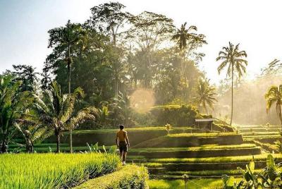 Lo mejor de Ubud -Monkey forest -Jungle swing -Water Temple -Waterfall - WI-FI GRATUITO Lo mejor de Ubud -Monkey forest -Jungle swing -Water Temple -Waterfall - WI-FI GRATUITO