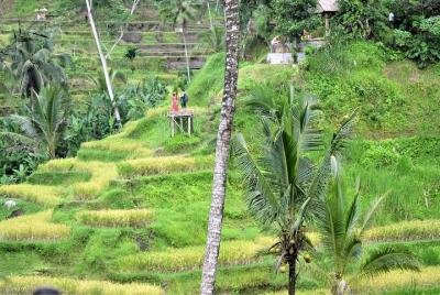 Tour privado de suspiros: el pueblo de Ubud y la cascada de Tegenungan Tour privado de suspiros: el pueblo de Ubud y la cascada de Tegenungan