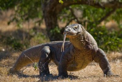 Aventura en la isla de Komodo desde Bali (excursión de un día) Aventura en la isla de Komodo desde Bali (excursión de un día)