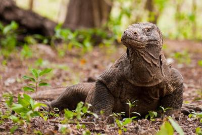 Explora Komodo Flores a través de Bali (3D / 2N) Explora Komodo Flores a través de Bali (3D / 2N)