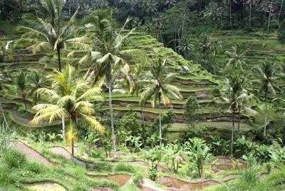 Alquiler de coches en Bali - Ubud y Tanah Lot Temple Tour Alquiler de coches en Bali - Ubud y Tanah Lot Temple Tour