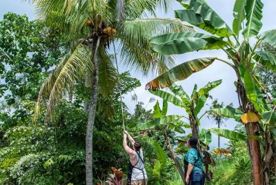 Aventura al Kubu - explorar - cosechar - cocinar - comer - relaja