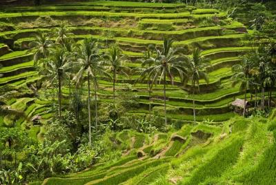 Excursión de medio día a Ubud
