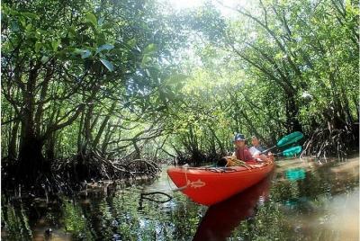[Okinawa Iriomote Island] Experiencia fácil en medio día Tour de kayak en manglares [Kayak]