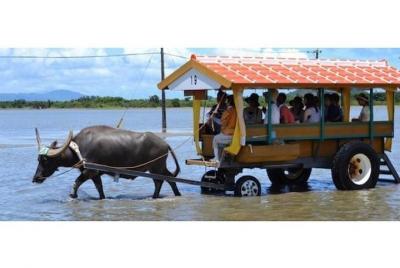 [Okinawa Iriomote Island] ¡Subamos a un búfalo! Excursión en canoa y visita turística a Yufu (1 día)