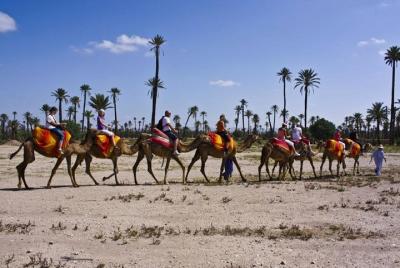 Paseo en camello en el palmeral de Marrakech con puesta de sol