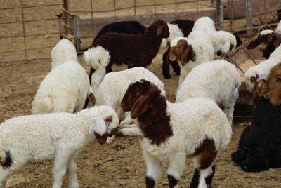 Aprenda a pastorear ovejas en Madaba