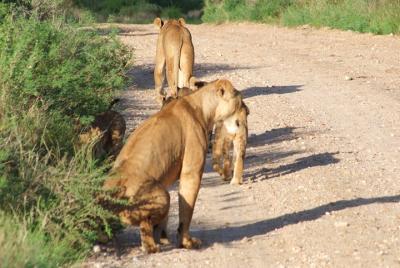 Safari de elefante rojo de 1 día