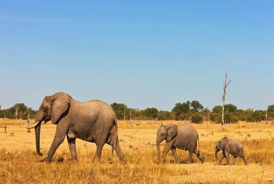 4 días, 3 noches - Amboseli y Tsavo West Adventure Safari